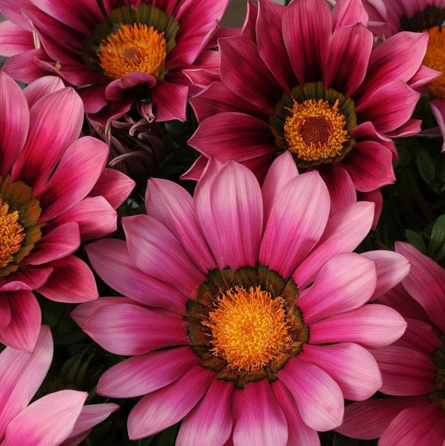 Pink Gazania Rigens Flower seeds for Planting Easy to Grow, Heirloom & GMO Free Seeds for Home Garden seeds for planting