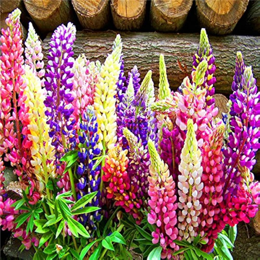 Russell Lupine Flower seeds for Planting Perfect for Borders, Heirloom & GMO Free Seeds for Home Garden vegetable and garden seeds