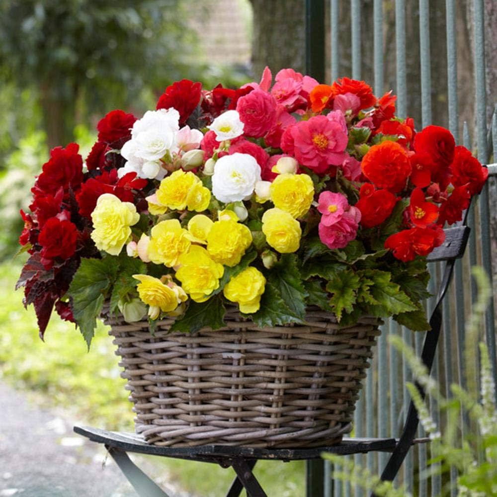 Mixed Begonia Flower seeds for Planting Long Bloom Season, Heirloom & GMO Free Seeds for Home Garden vegetable and garden seeds