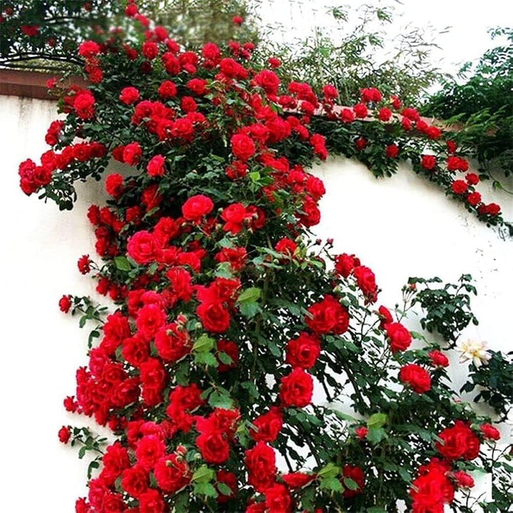 Premium Red Climber Flower seeds for Planting Easy to Grow, Heirloom & GMO Free Seeds for Home Garden seeds