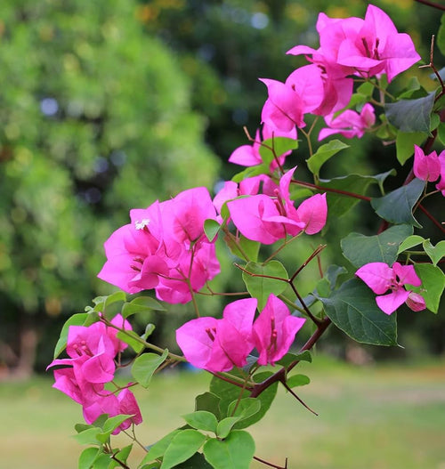 Premium Bougainvillea Flower seeds for Planting Low Maintenance, Heirloom & GMO Free Seeds for Home Garden seeds