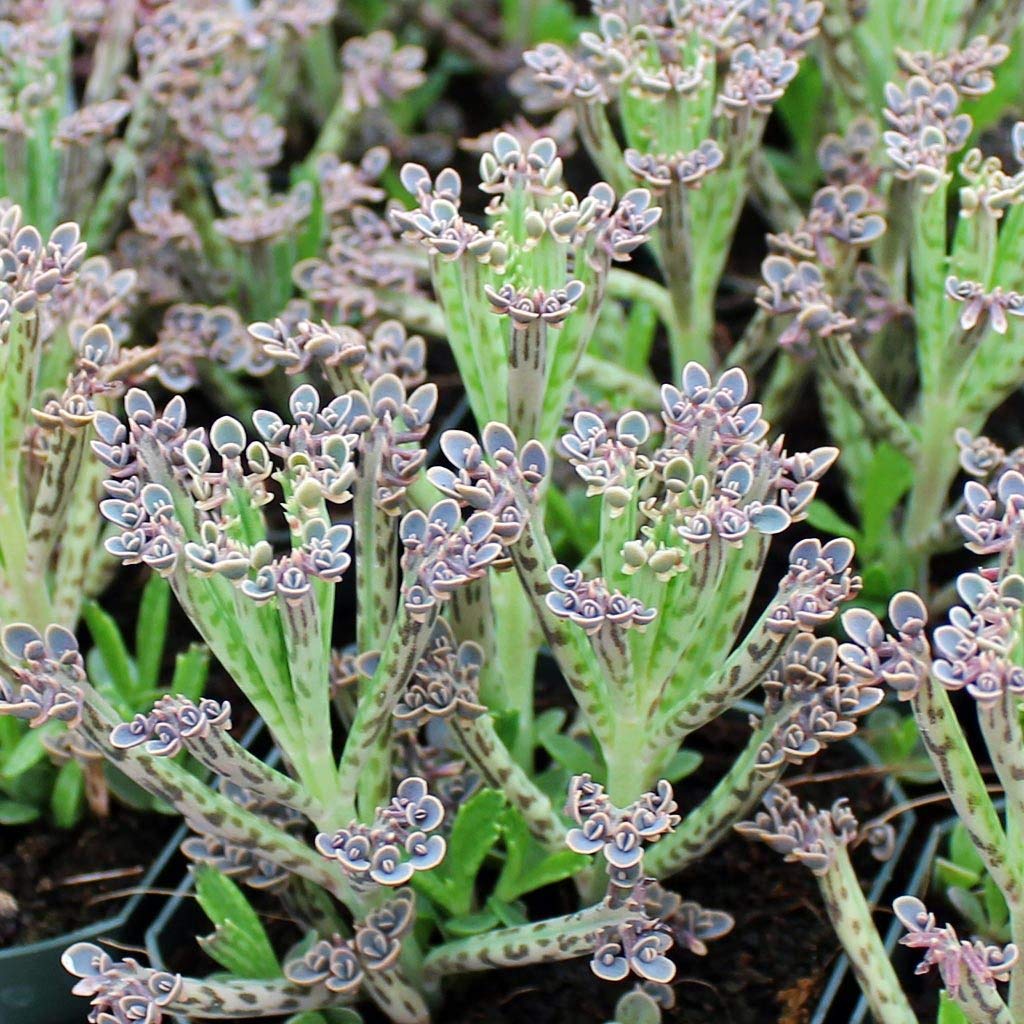 High quality Blue Kalanchoe Flower seeds for Planting Vibrant Colors, Heirloom & GMO Free Seeds for Home Garden seeds pack