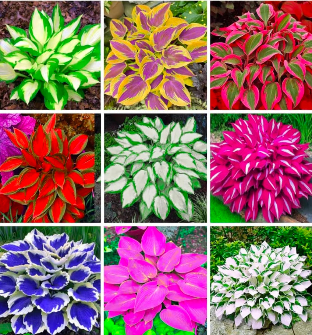 Hosta Coleus Flower seeds for Planting Compact Growth, Heirloom & GMO Free Seeds for Home Garden vegetable and garden seeds