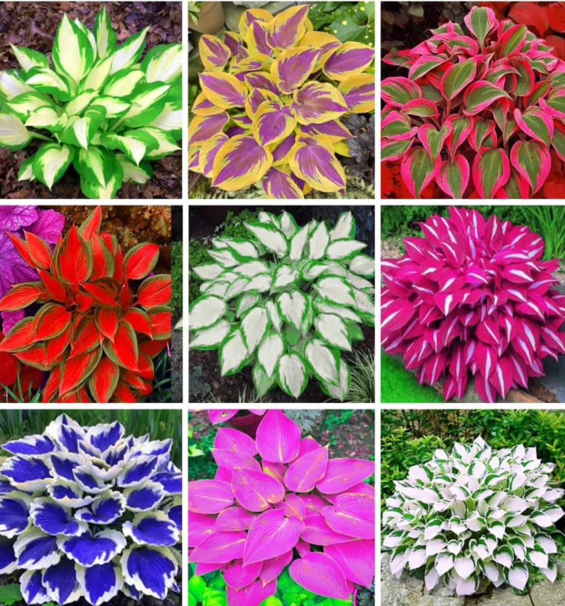 Hosta Coleus Flower seeds for Planting Compact Growth, Heirloom & GMO Free Seeds for Home Garden vegetable and garden seeds