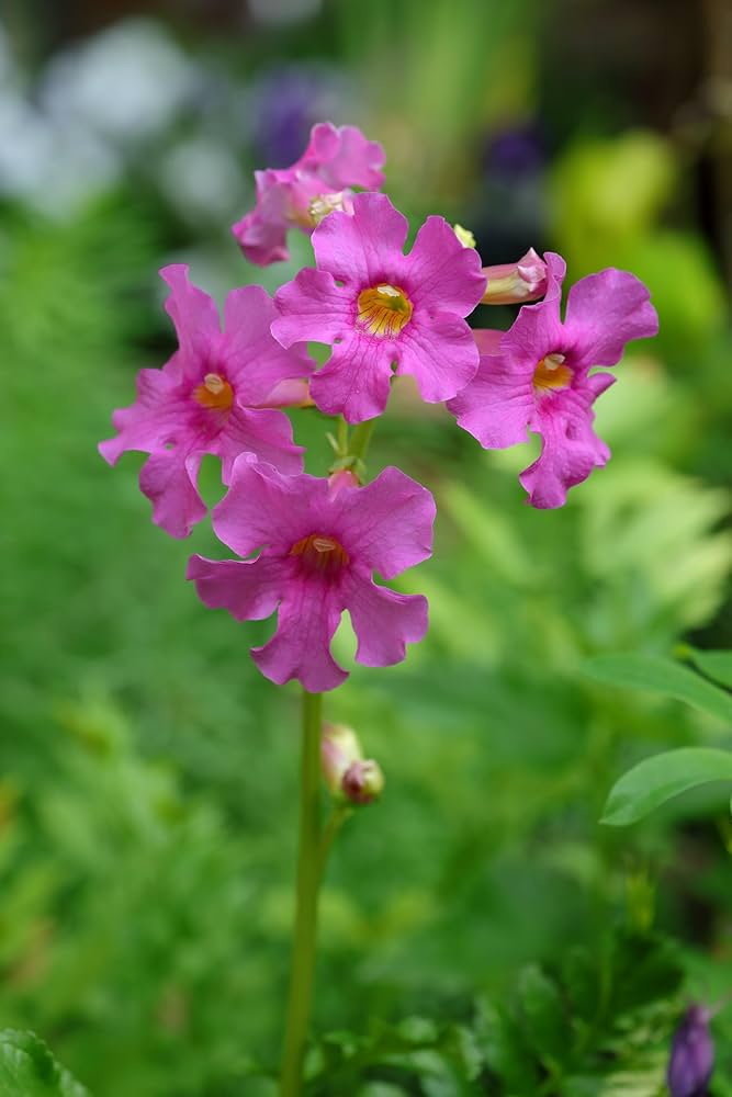 Premium Incarvillea Delavayi Flower seeds for Planting Shade Tolerant, Heirloom & GMO Free Seeds for Home Garden seeds