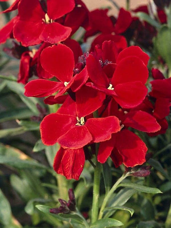 Heirloom Scarlet Flower seeds for Planting Long Bloom Season Heirloom & GMO Free Seeds for Home Garden