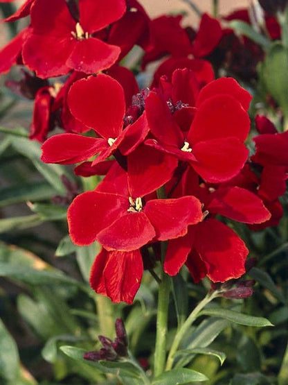 Heirloom Scarlet Flower seeds for Planting Long Bloom Season Heirloom & GMO Free Seeds for Home Garden