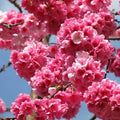 Pink Fraseri Serrulata Flower seeds for Planting Perfect for Borders, Heirloom & GMO Free Seeds for Home Garden seeds for planting