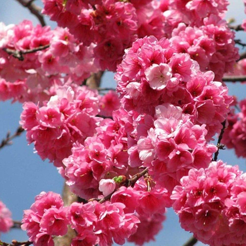 Pink Fraseri Serrulata Flower seeds for Planting Perfect for Borders, Heirloom & GMO Free Seeds for Home Garden seeds for planting