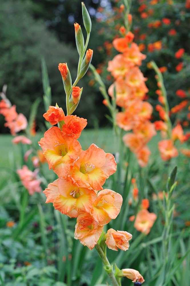 Gladiolus Yellow Orange Flower seeds for Planting Cut Flower Favorite, Heirloom & GMO Free Seeds for Home Garden vegetable and garden seeds