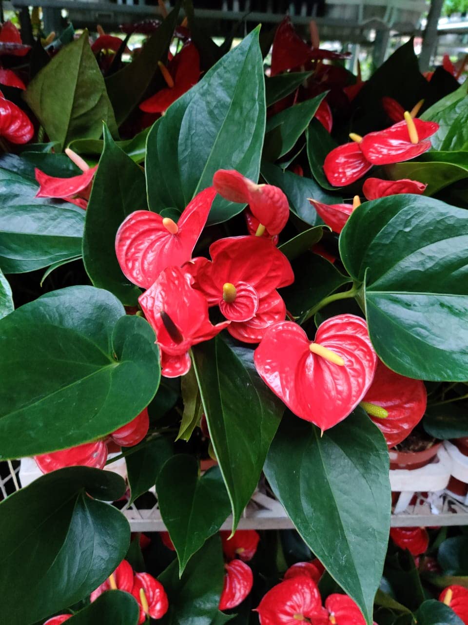Anthurium Indoor Planting Seeds - Grow Exotic Blooms | Flower For