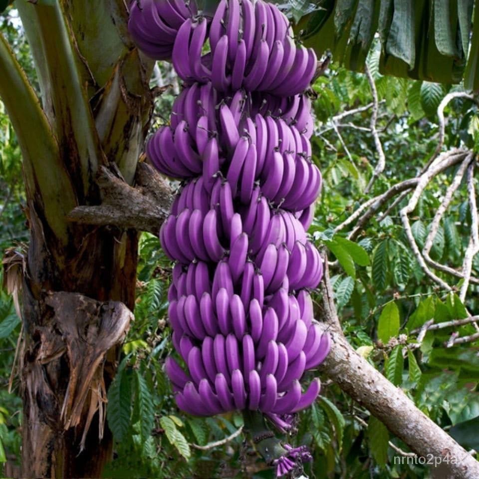 Plant Banana Dark Violet Seeds for Vibrant Growth - Evergrowseeds