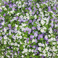 Mixed Bacopa Utopia Flower seeds for Planting Long Bloom Season, Heirloom & GMO Free Seeds for Home Garden seeds for planting