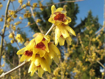 Wintersweet Flower seeds for Planting Perfect for Borders Heirloom & GMO Free Seeds for Home Garden
