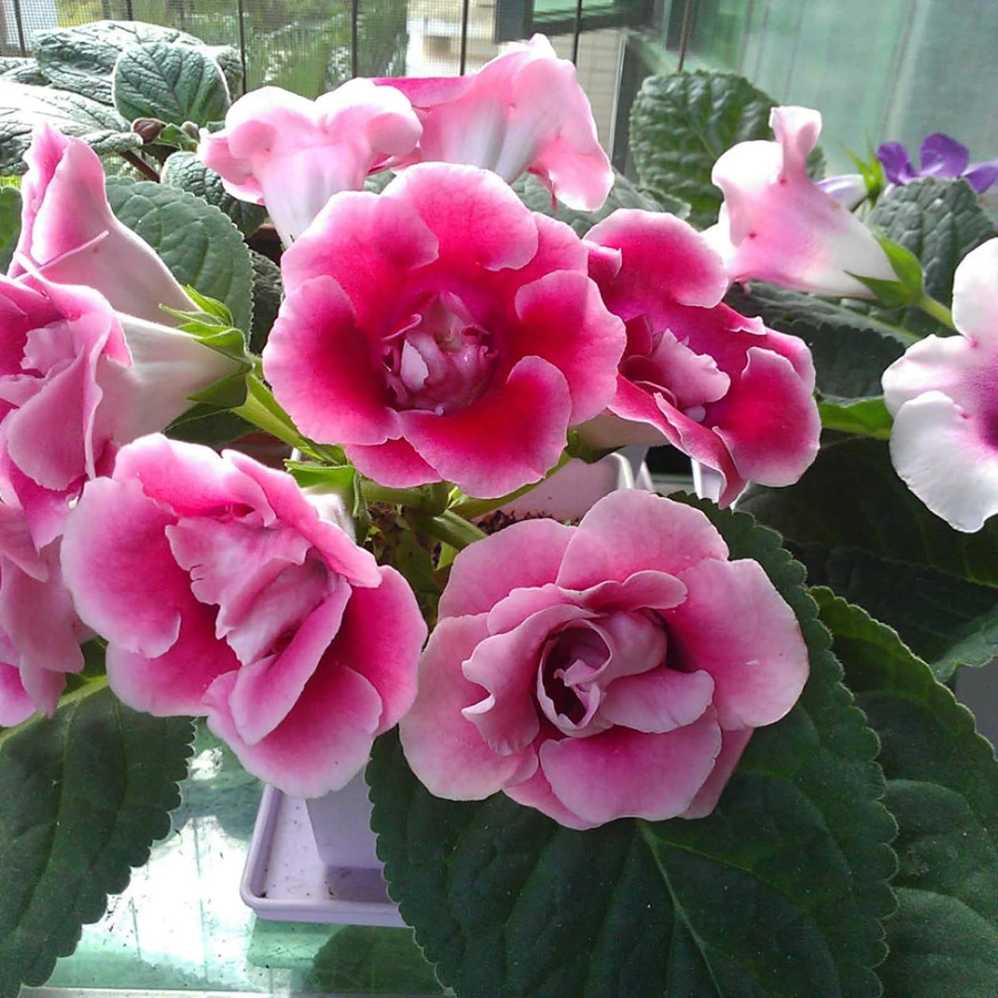 Pink White Gloxinia Flower seeds for Planting - Vibrant Colors, Heirloom & GMO Free Seeds for Home Garden