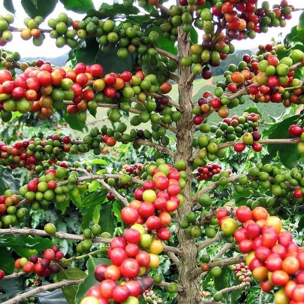 Arabica Coffee Tree (Coffea arabica) Shrub Seeds – Grow Your Own Coffee!