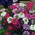 Vervain Flower seeds for Planting Cut Flower Favorite, Heirloom & GMO Free Seeds for Home Garden seeds for planting