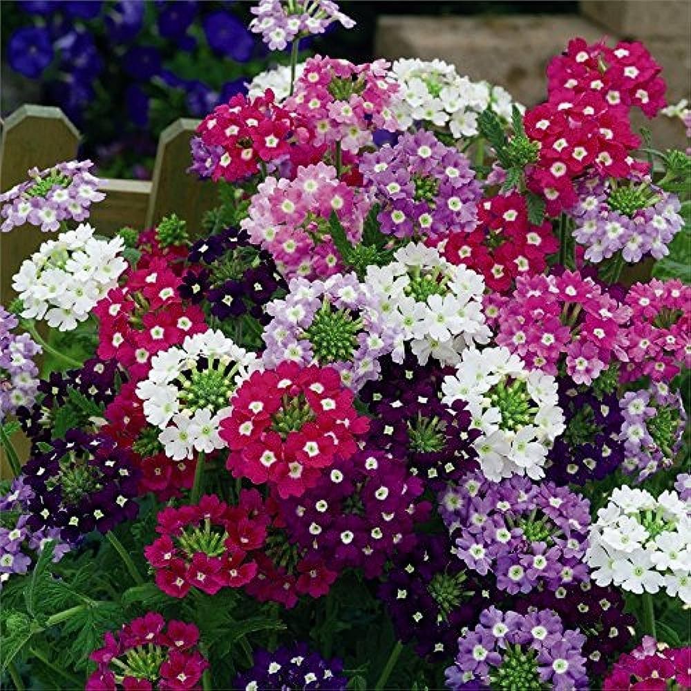 Vervain Flower seeds for Planting Cut Flower Favorite, Heirloom & GMO Free Seeds for Home Garden seeds for planting