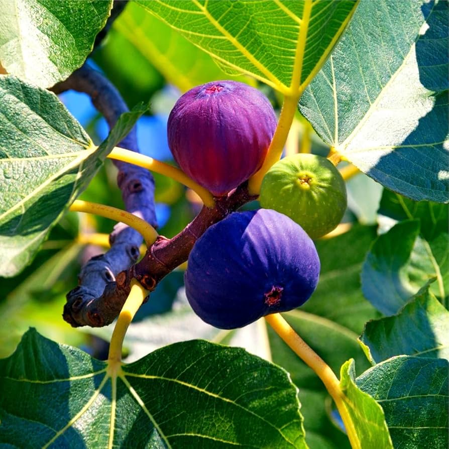 Kodota Fig Seeds for Planting Hardy Sweet Fruits
