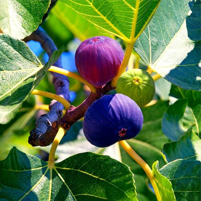 Kodota Fig Seeds for Planting Hardy Sweet Fruits
