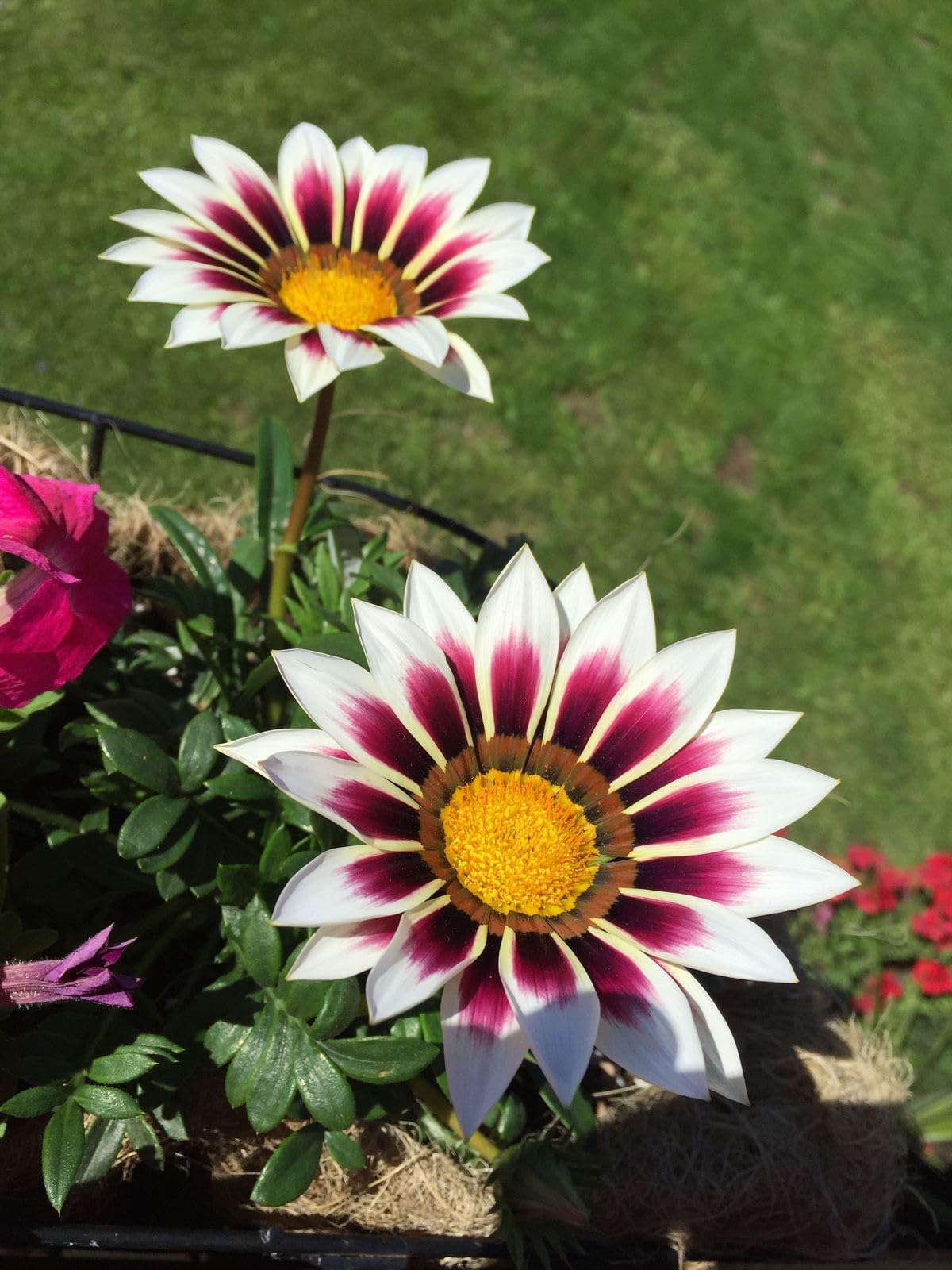 High quality White Purple Gazania Flower seeds for Planting Perfect for Borders, Heirloom & GMO Free Seeds for Home Garden seeds pack