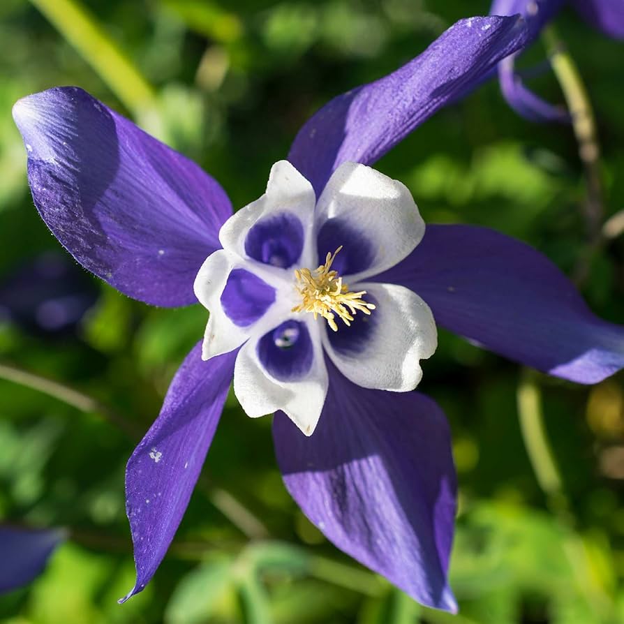 Colorado Flower seeds for Planting - Compact Growth, Heirloom & GMO Free Seeds for Home Garden