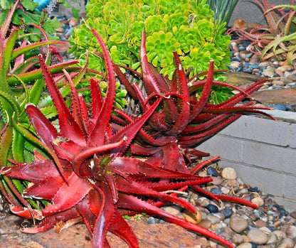 Red Aloe Flower seeds for Planting Compact Growth Heirloom & GMO Free Seeds for Home Garden