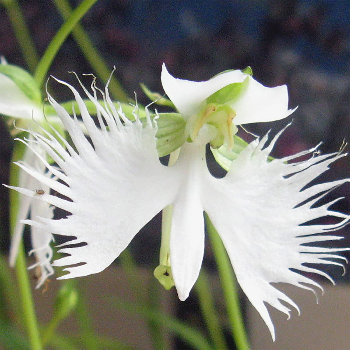 Egret Flower seeds for Planting Cut Flower Favorite Heirloom & GMO Free Seeds for Home Garden
