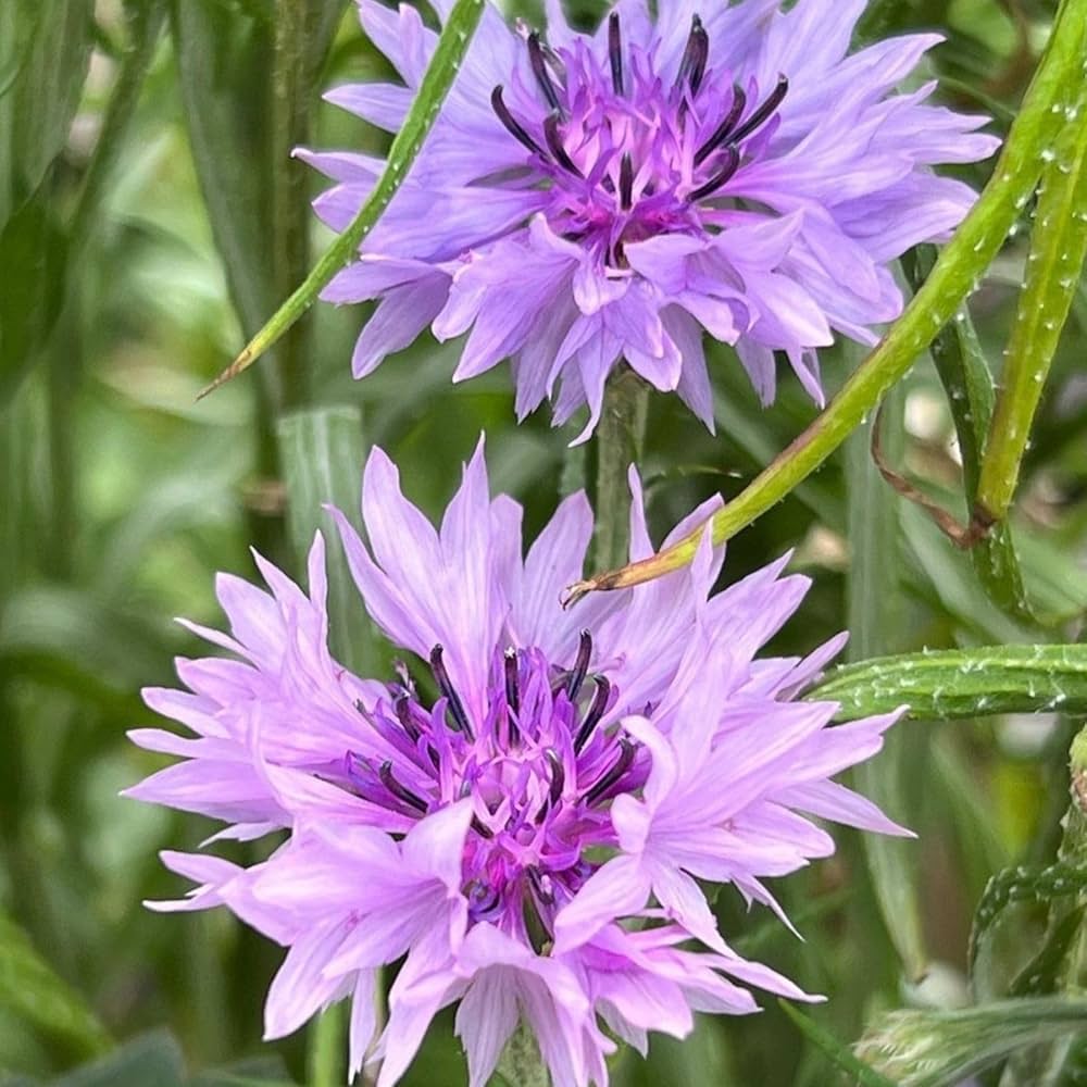 Purple Centaurea Flower seeds for Planting Shade Tolerant, Heirloom & GMO Free Seeds for Home Garden seeds for planting