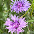 Purple Centaurea Flower seeds for Planting Shade Tolerant, Heirloom & GMO Free Seeds for Home Garden seeds for planting