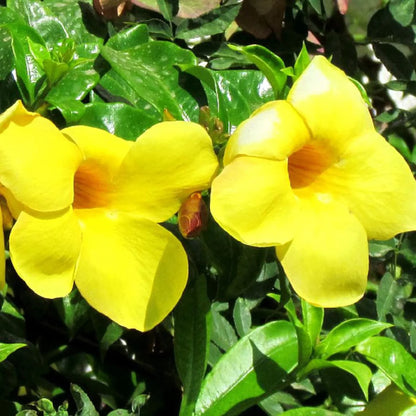 Heirloom Yellow Mandevilla Sanderi Flower seeds for Planting - Shade Tolerant, Heirloom & GMO Free Seeds for Home Garden