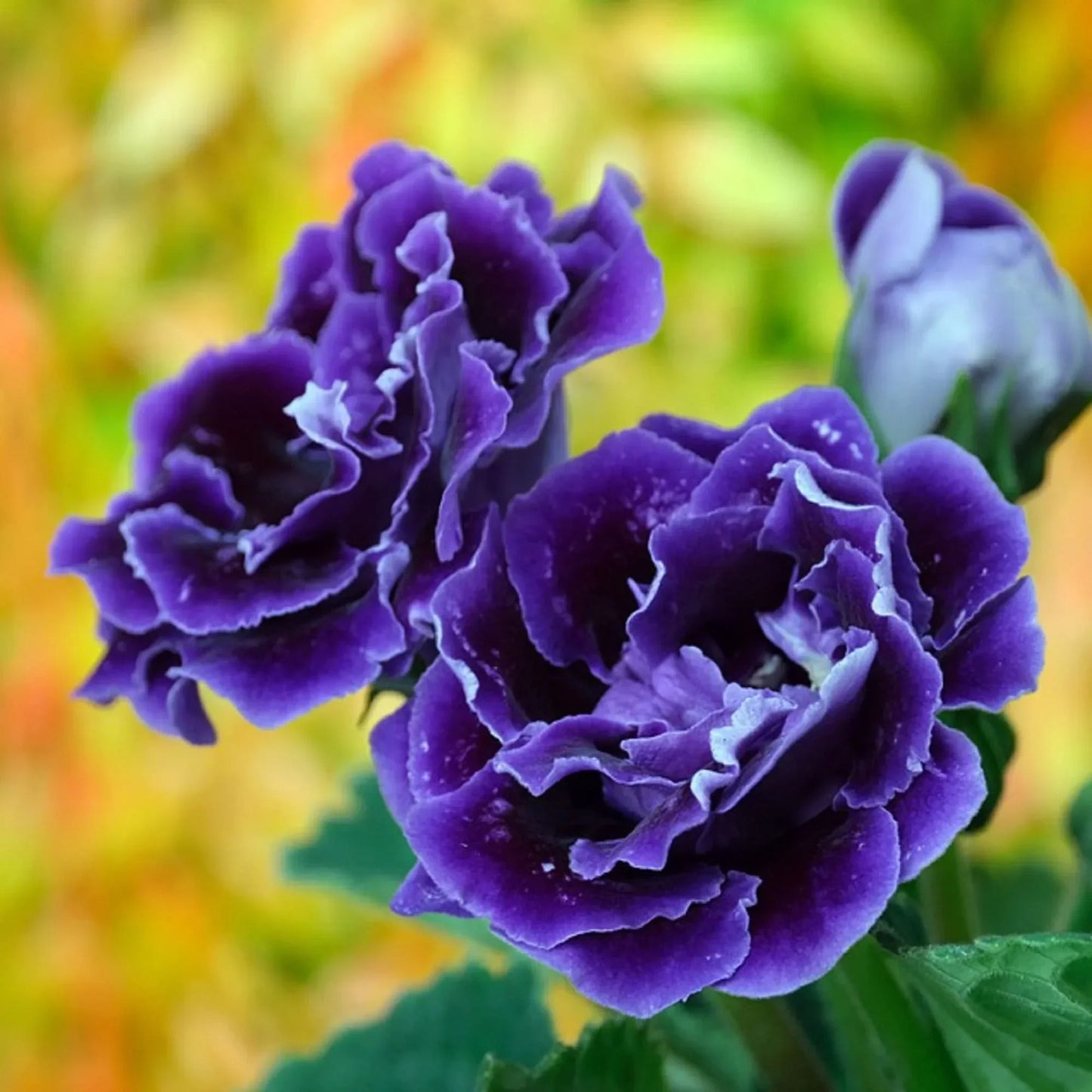 Dark Purple Blue Gloxinia Seeds Flower seeds for Planting Garden Favorite Heirloom & GMO Free Seeds for Home Garden