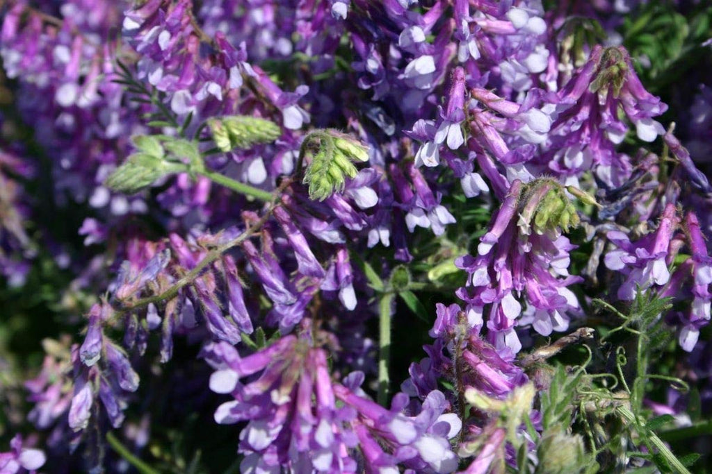 Premium Purple Hairy Vetch Flower seeds for Planting Garden Favorite, Heirloom & GMO Free Seeds for Home Garden seeds
