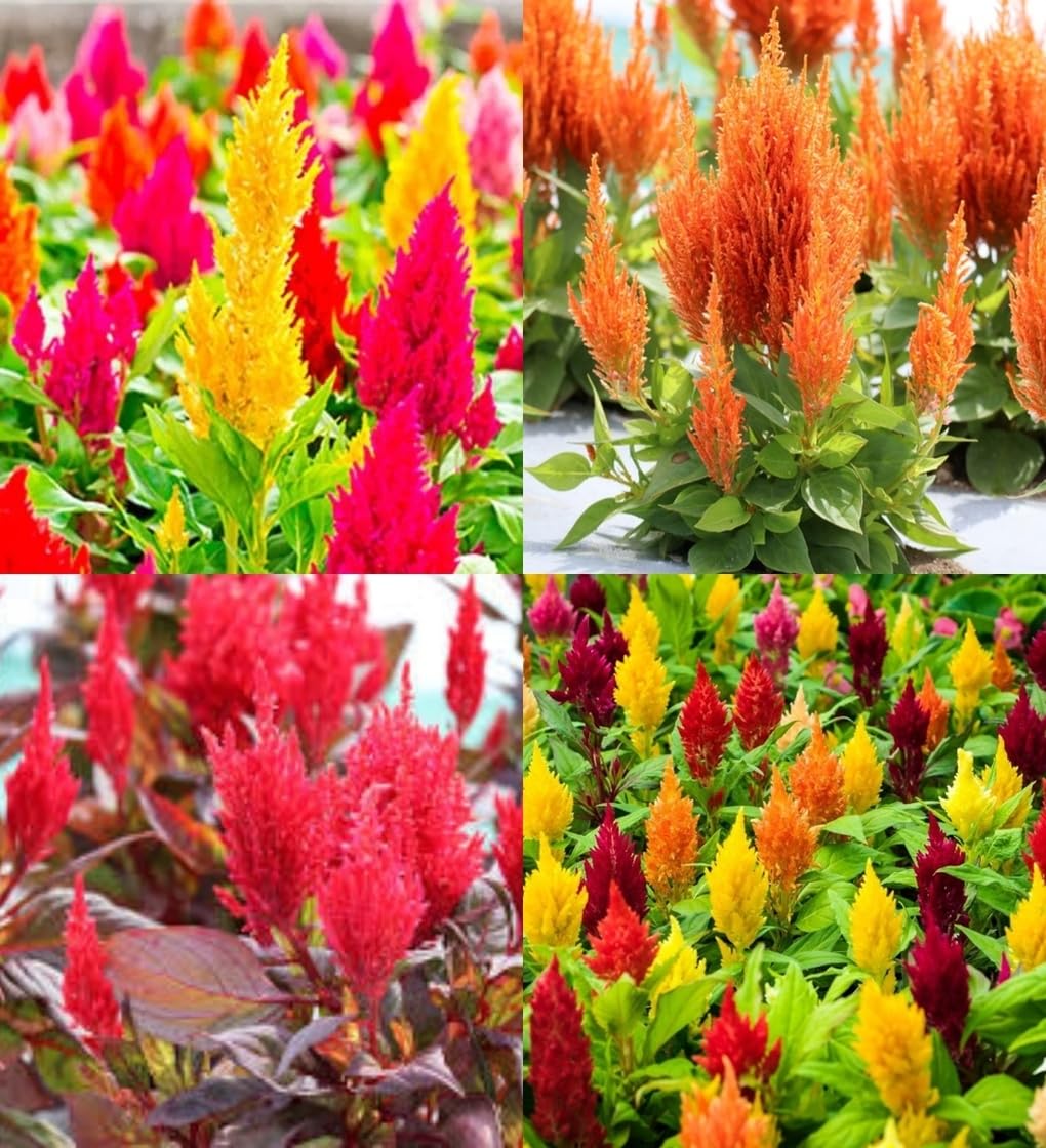 Pampas Flower seeds for Planting - Colorful Display, Heirloom & GMO Free Seeds for Home Garden