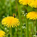 Yellow Dandelion Flower seeds for Planting Perfect for Borders, Heirloom & GMO Free Seeds for Home Garden seeds for planting