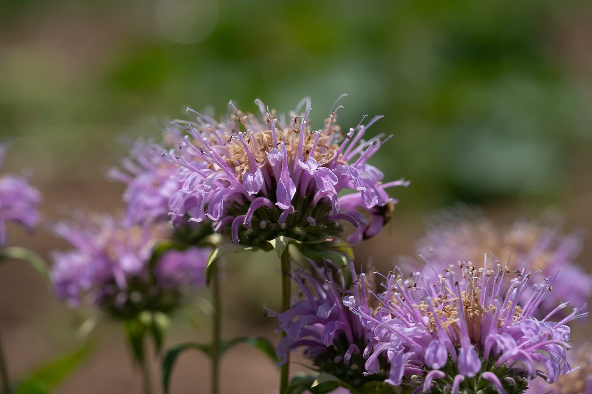 Premium Lavender Beebal Flower seeds for Planting Perfect for Borders, Heirloom & GMO Free Seeds for Home Garden seeds