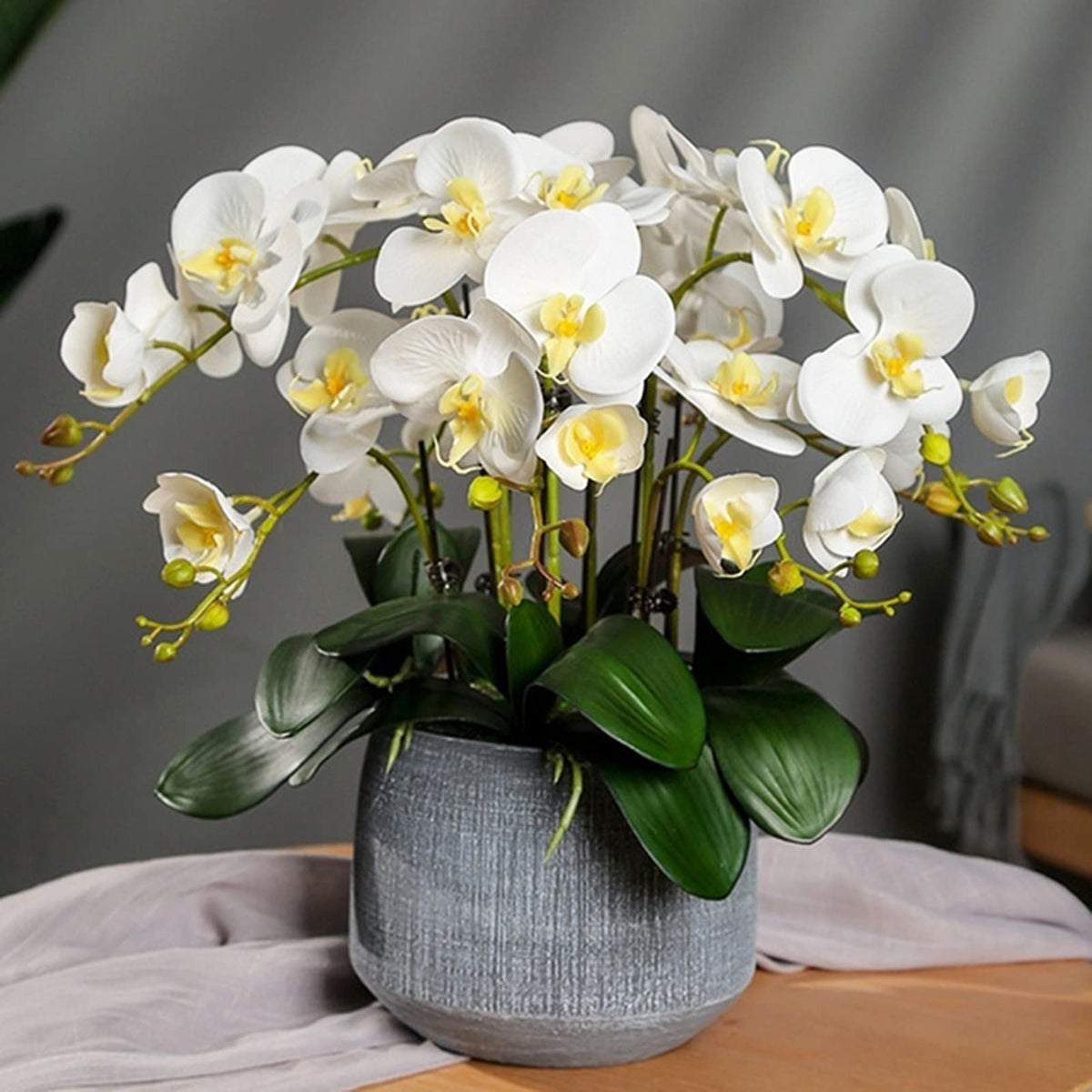 White Phalaenopsis Orchid Flower seeds for Planting Pollinator Friendly, Heirloom & GMO Free Seeds for Home Garden seeds for planting
