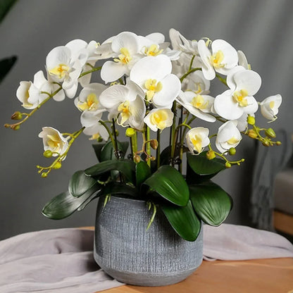 Mixed Phalaenopsis Orchid Flower seeds for Planting Seasonal Bloomer Heirloom & GMO Free Seeds for Home Garden
