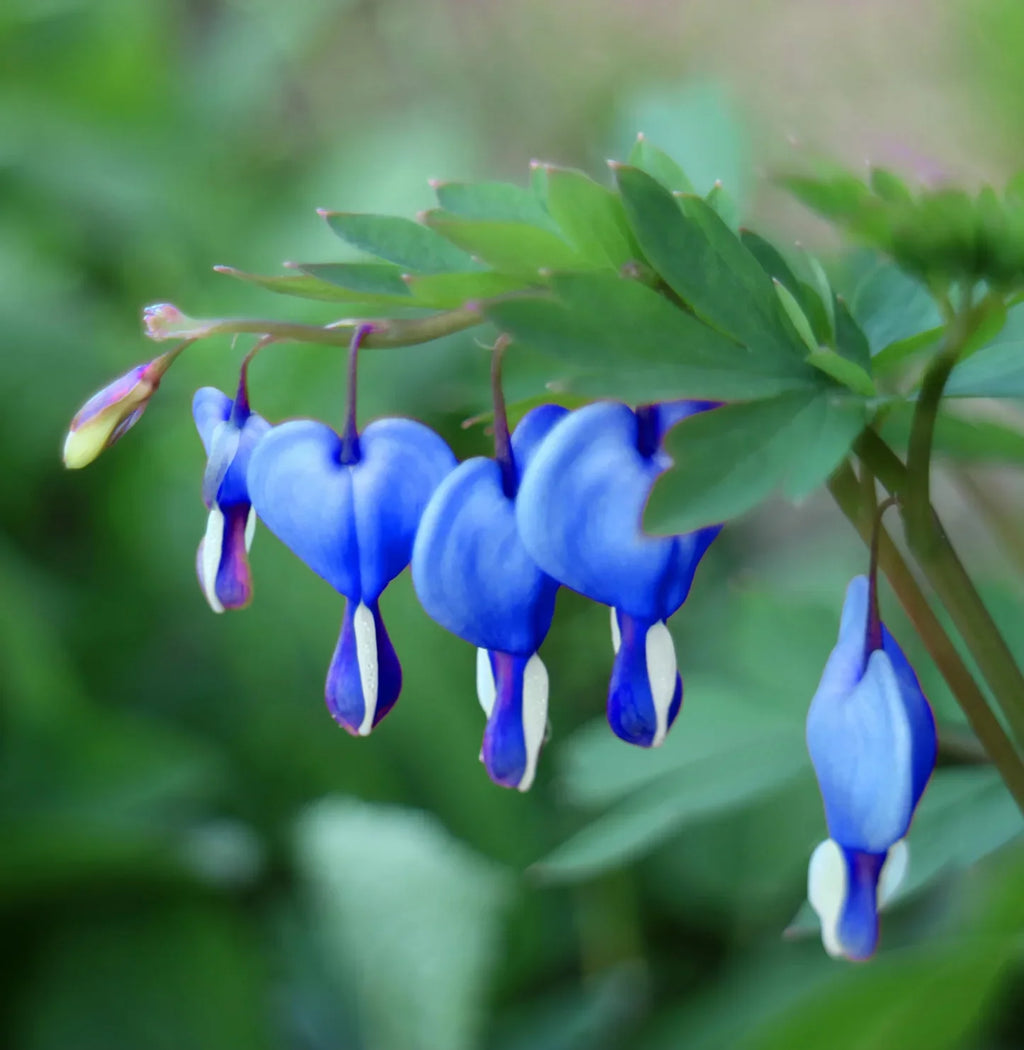 High quality Blue Bleeding Heart Flower seeds for Planting Long Bloom Season, Heirloom & GMO Free Seeds for Home Garden seeds pack
