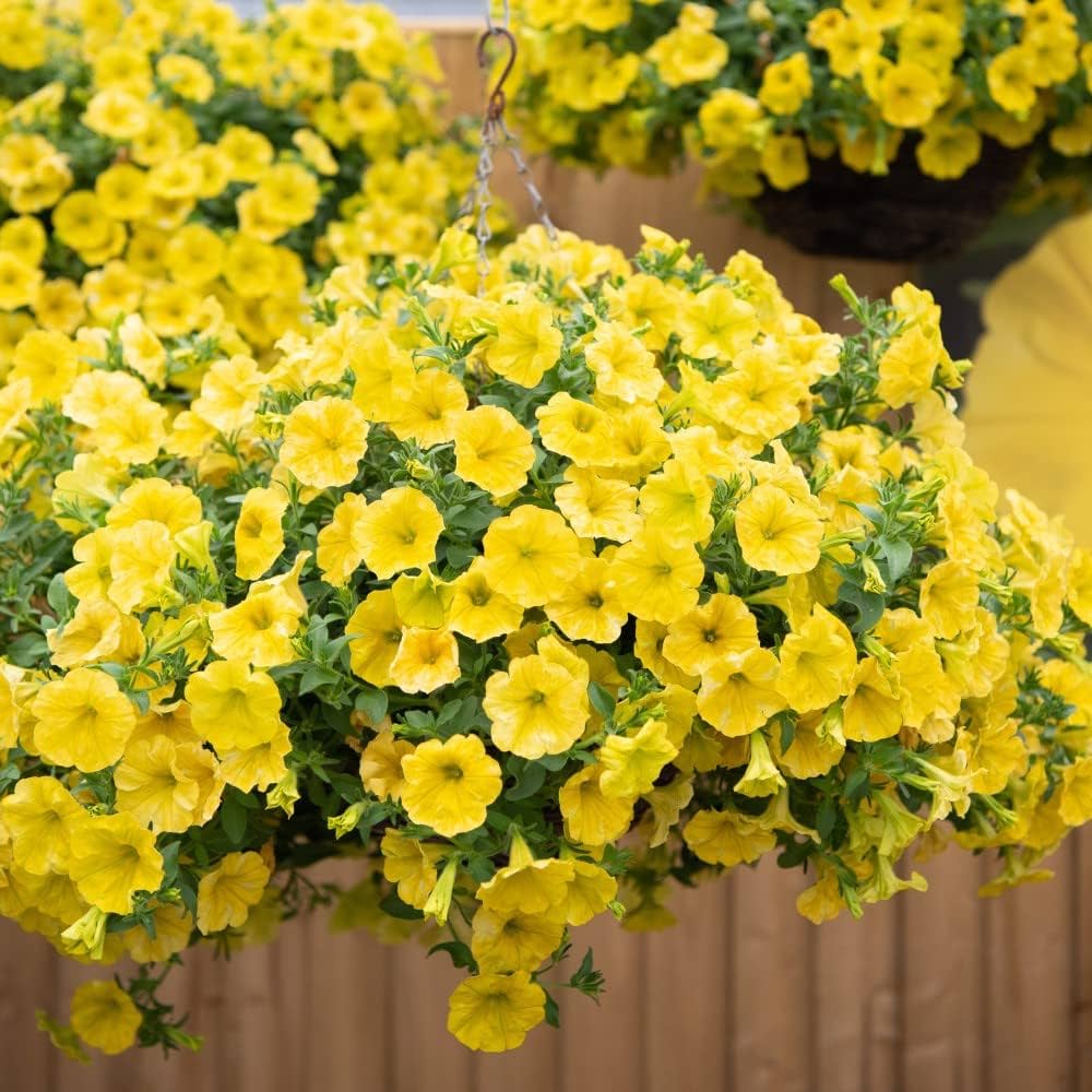 Sunrise Cascading Petunia Seeds Flower seeds for Planting Perfect for Borders Heirloom & GMO Free Seeds for Home Garden