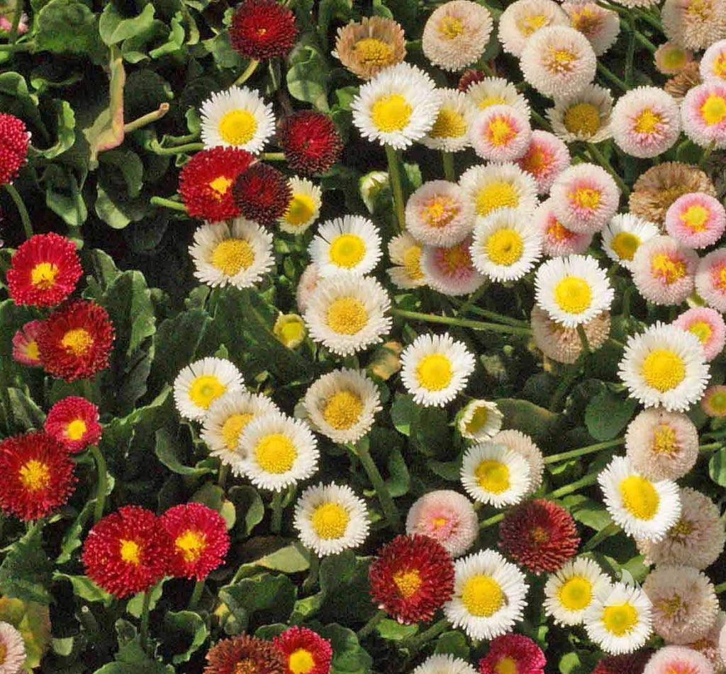 Premium Mixed Karvinskianus Flower seeds for Planting Premium Quality, Heirloom & GMO Free Seeds for Home Garden seeds