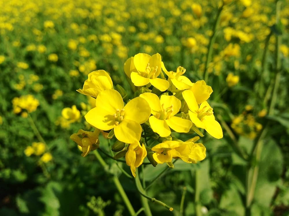 Wikipedia Flower seeds for Planting Wildflower Mix, Heirloom & GMO Free Seeds for Home Garden vegetable and garden seeds