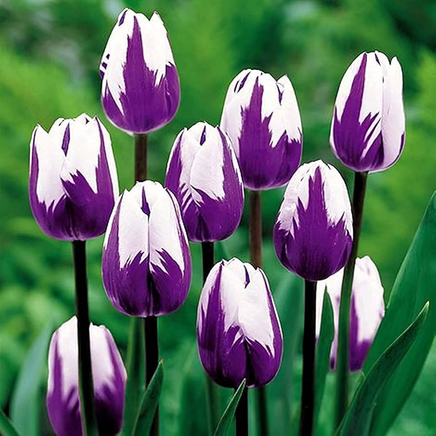 Violet And White Tulip Flower Seeds For Planting