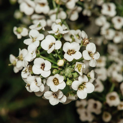 Lobularia Flower seeds for Planting Shade Tolerant Heirloom & GMO Free Seeds for Home Garden