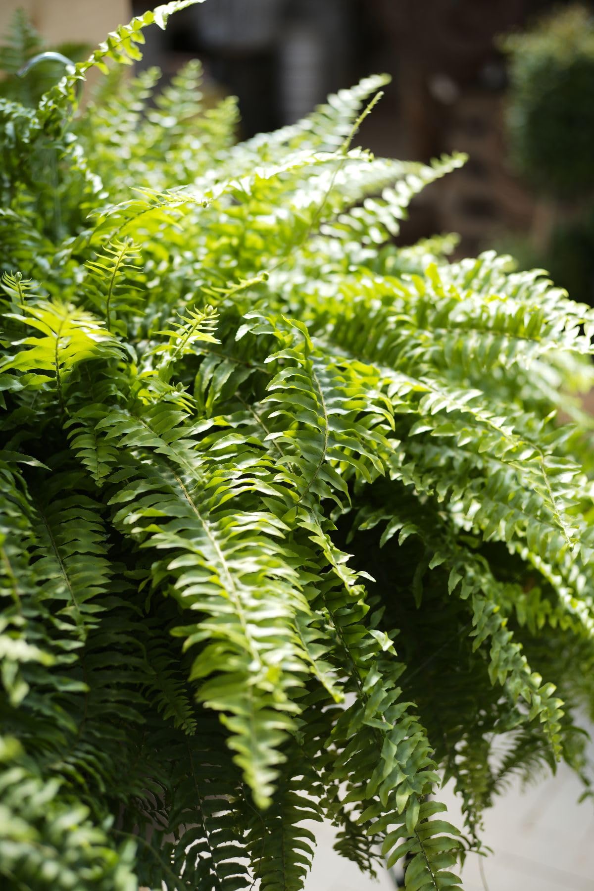 Fern Flower seeds for Planting - Long Bloom Season, Heirloom & GMO Free Seeds for Home Garden