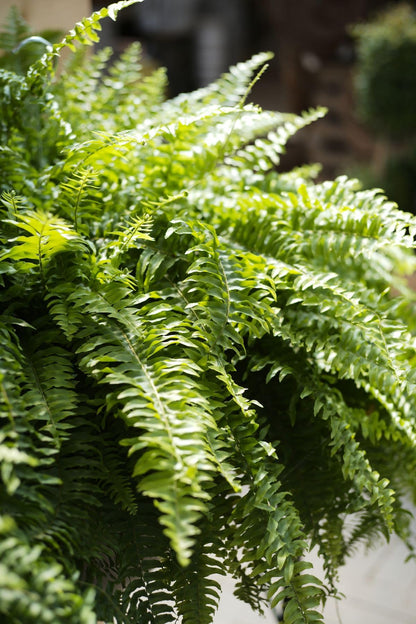 Fern Flower seeds for Planting - Long Bloom Season, Heirloom & GMO Free Seeds for Home Garden