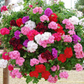 Geraniums Flower seeds for Planting Drought Tolerant, Heirloom & GMO Free Seeds for Home Garden seeds for planting