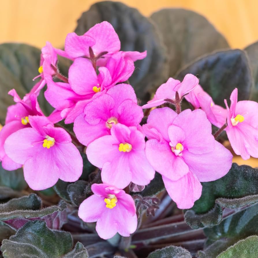 High quality Pink White African Violet or Saintpaulia ionantha. Flower seeds for Planting Cottage Garden Essential, Heirloom & GMO Free Seeds for Home Garden seeds pack