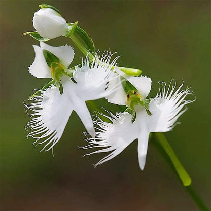 White Egret Orchid Flower seeds for Planting - Vibrant Colors, Heirloom & GMO Free Seeds for Home Garden