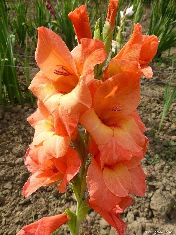 Dark Orange Gladiolus Flower Seeds for Planting